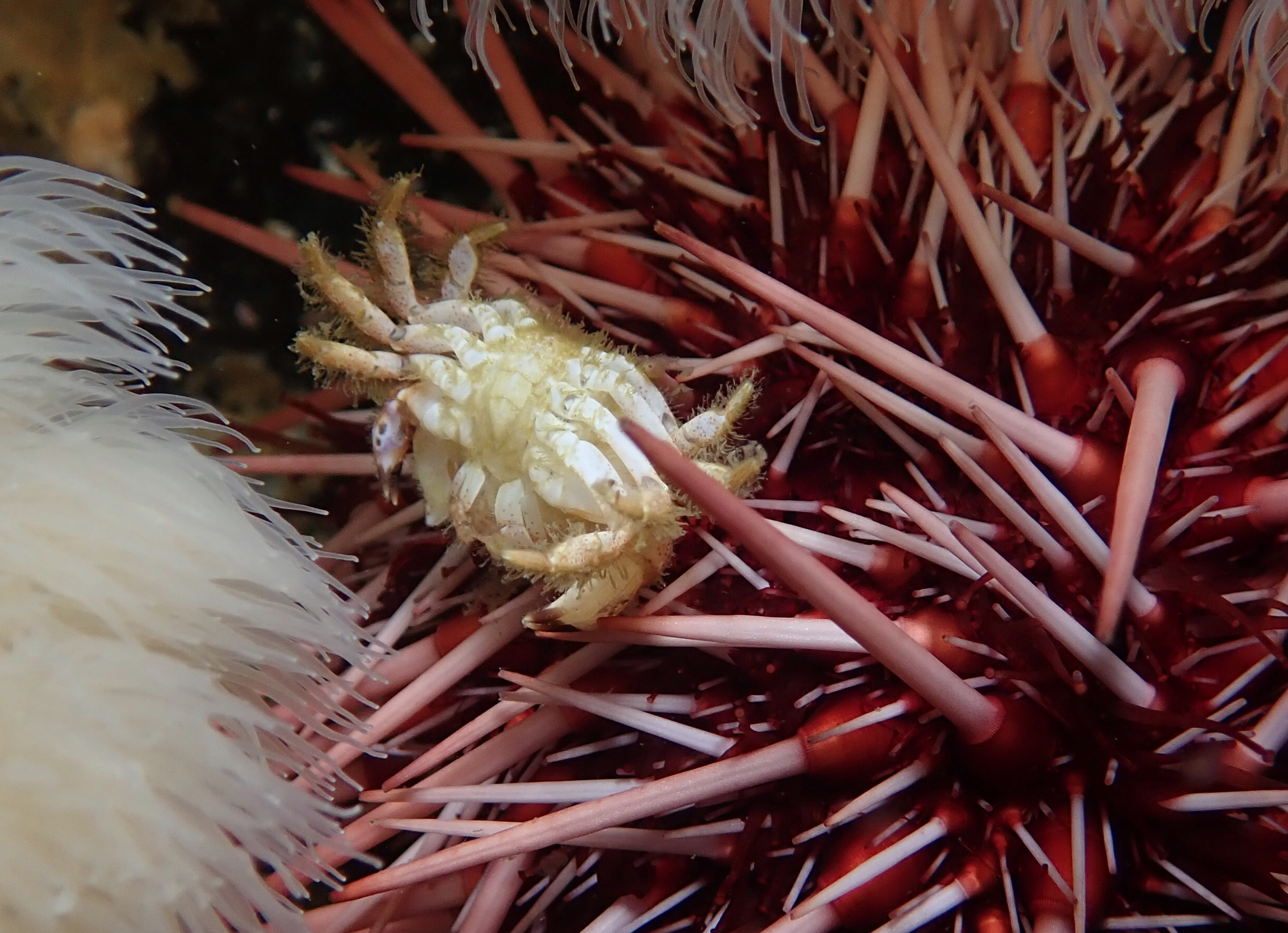 Canada, where the urchin snack on crab