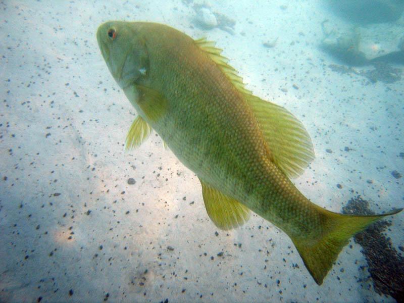 Chasing a fish