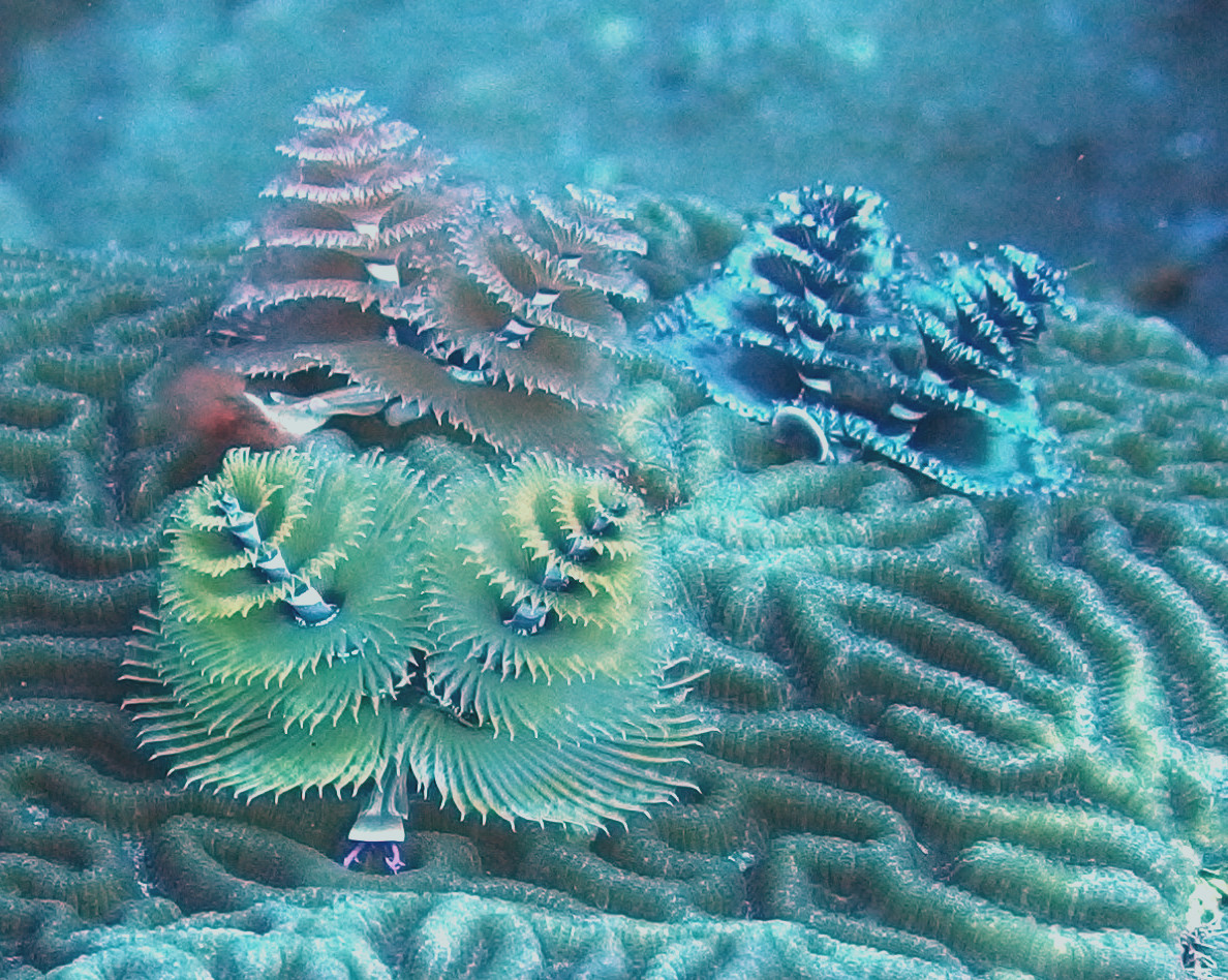 Christmas Tree Worms - FGB