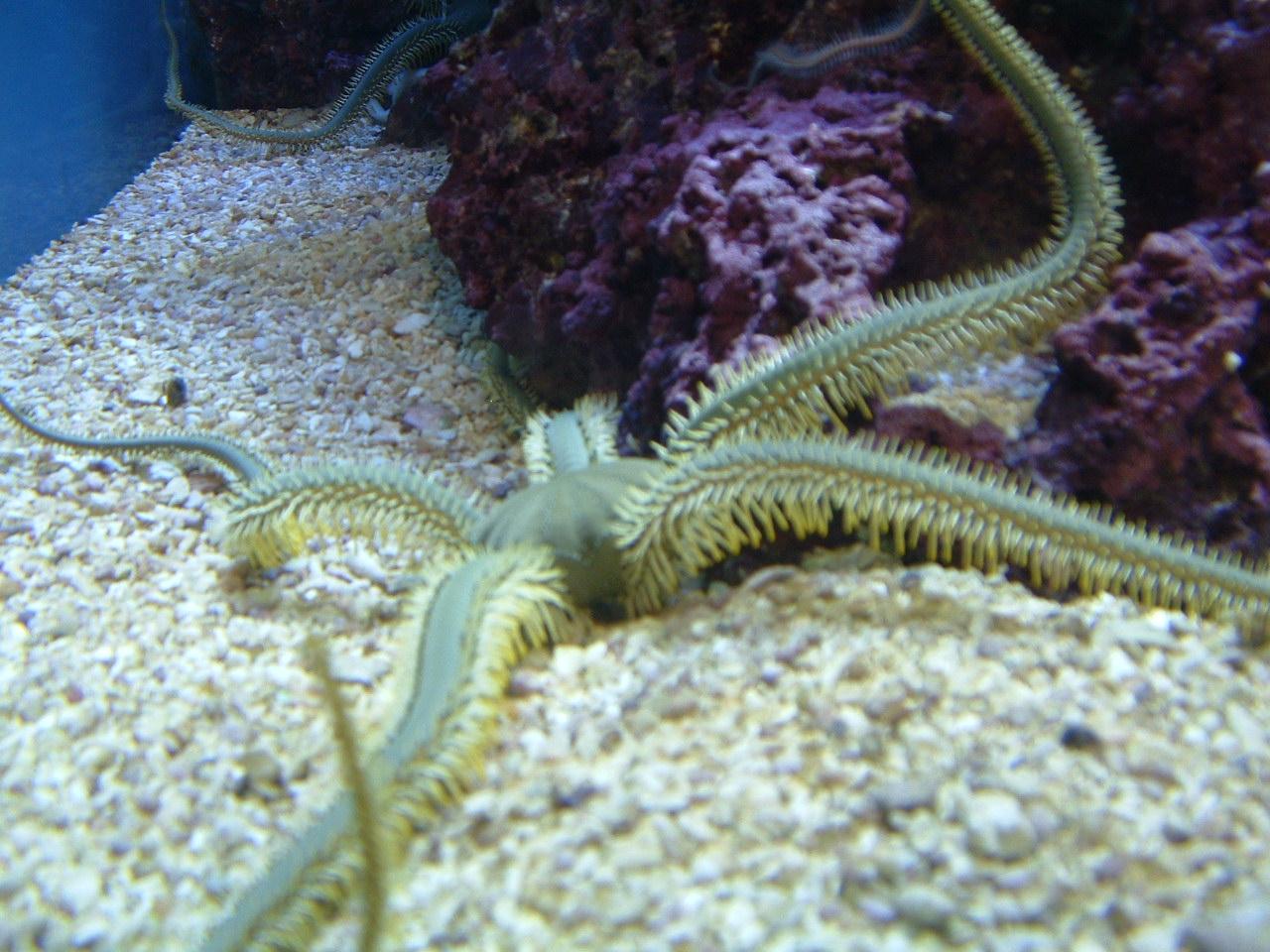 CHUM!! OY!!