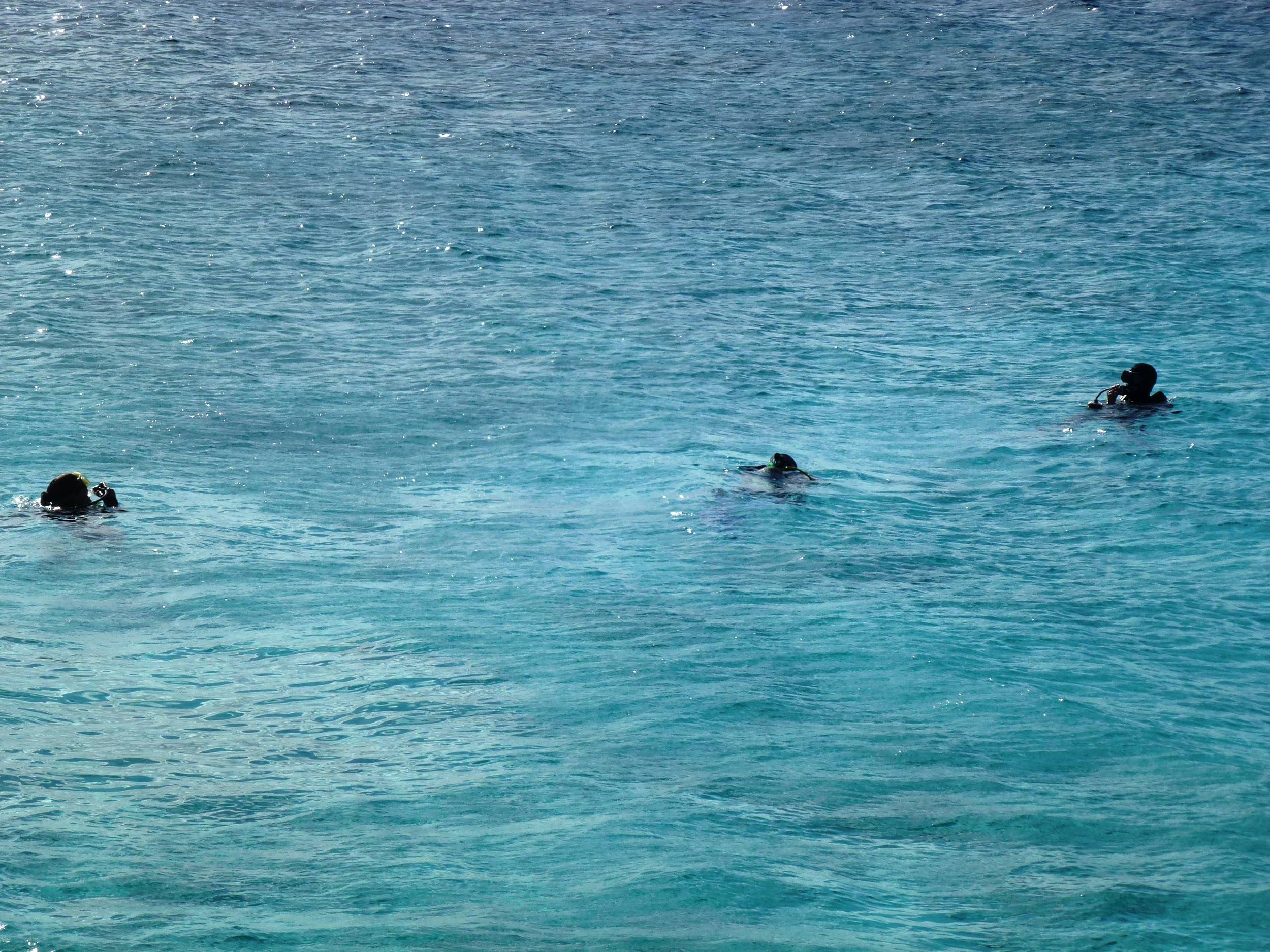 CHUM_in_the_water_-_Bachelor_Beach