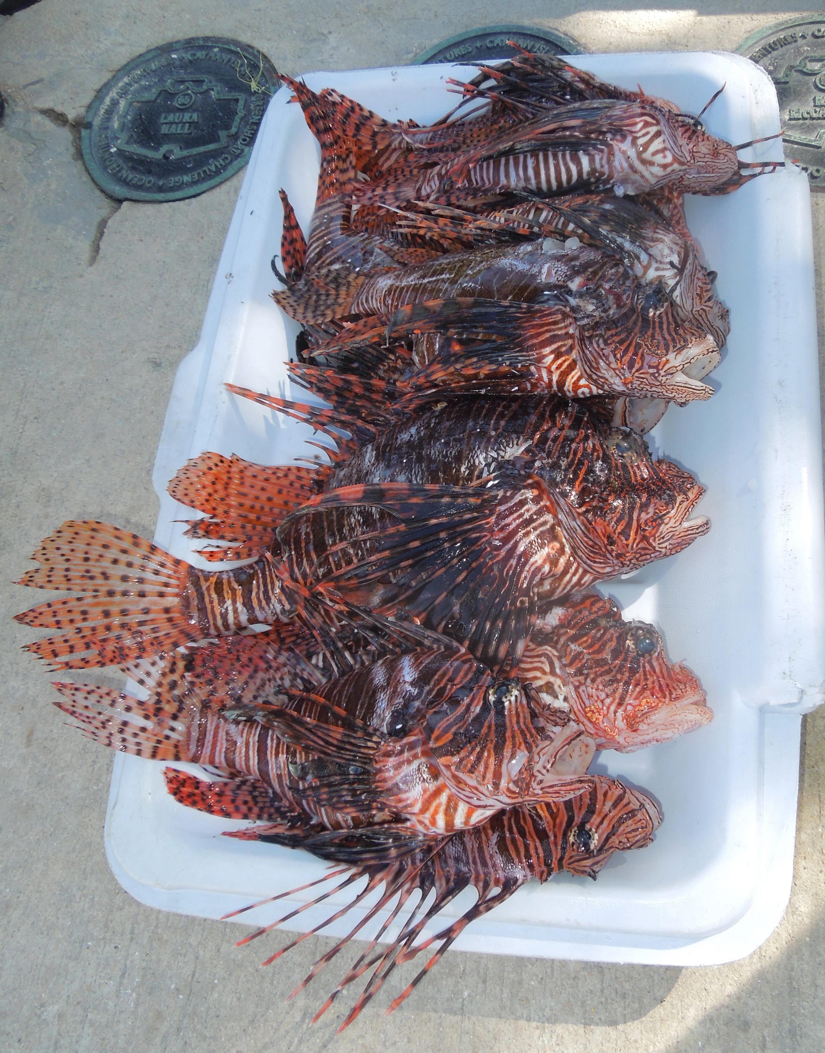 CHUM's haul