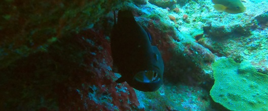 Cleaning Station - cleaner in gills