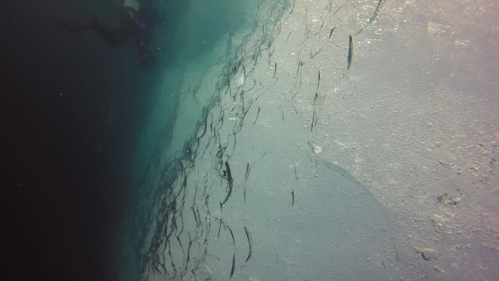 Clear ice