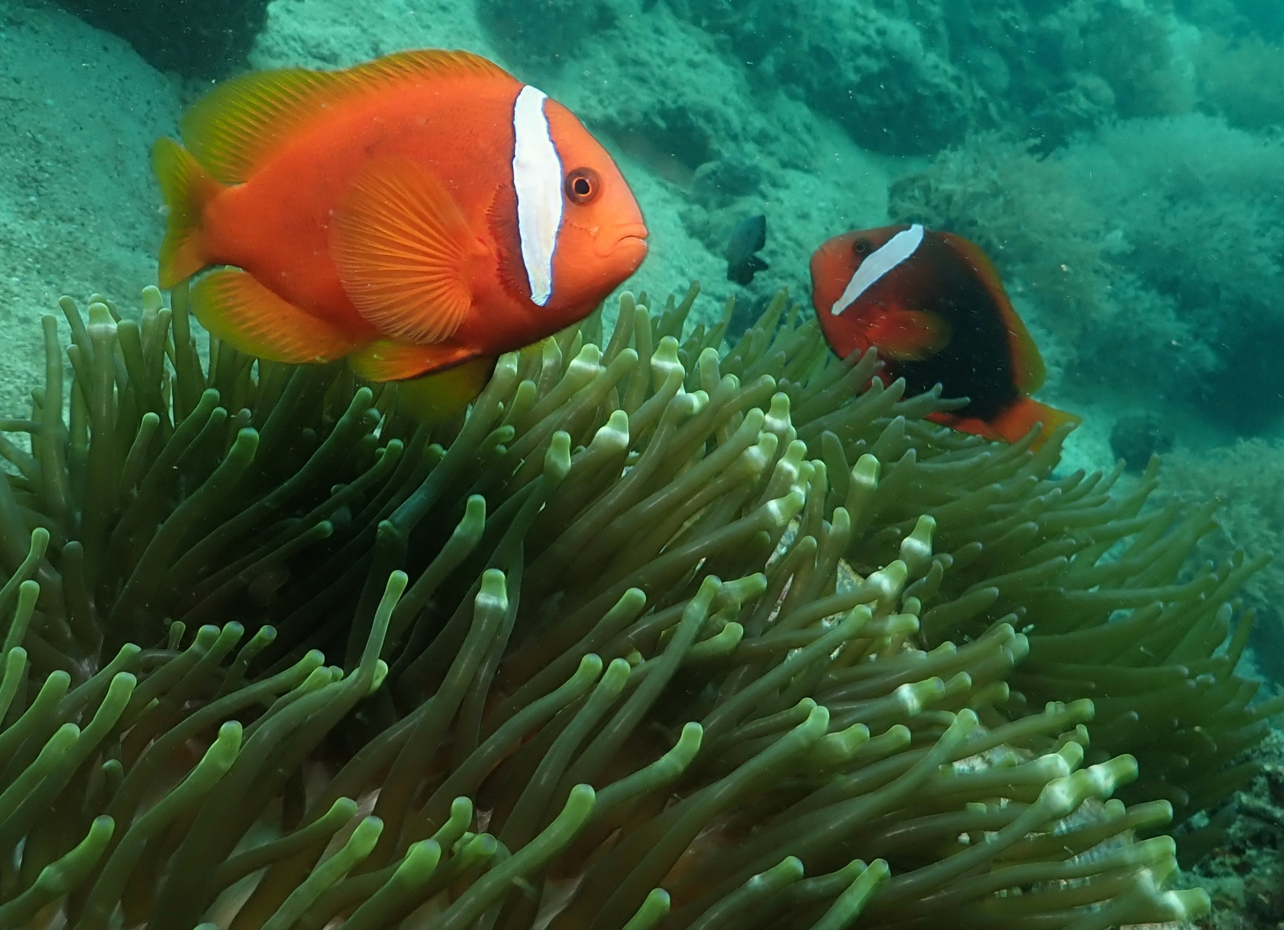Clowfish