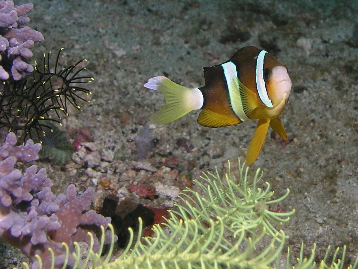clownfish