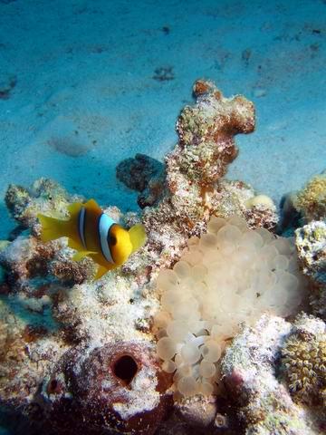 Clownfish