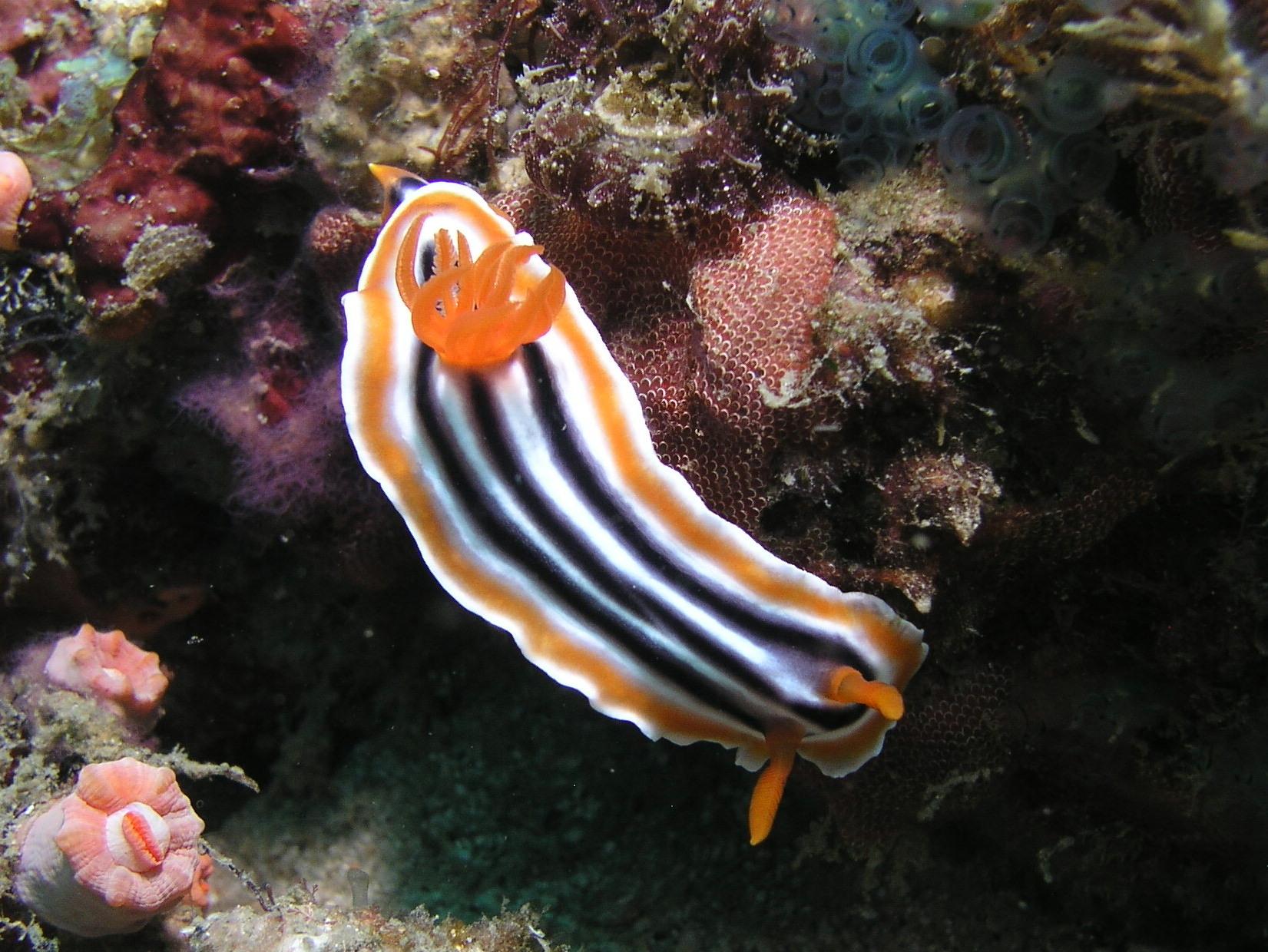 Colorful nudi