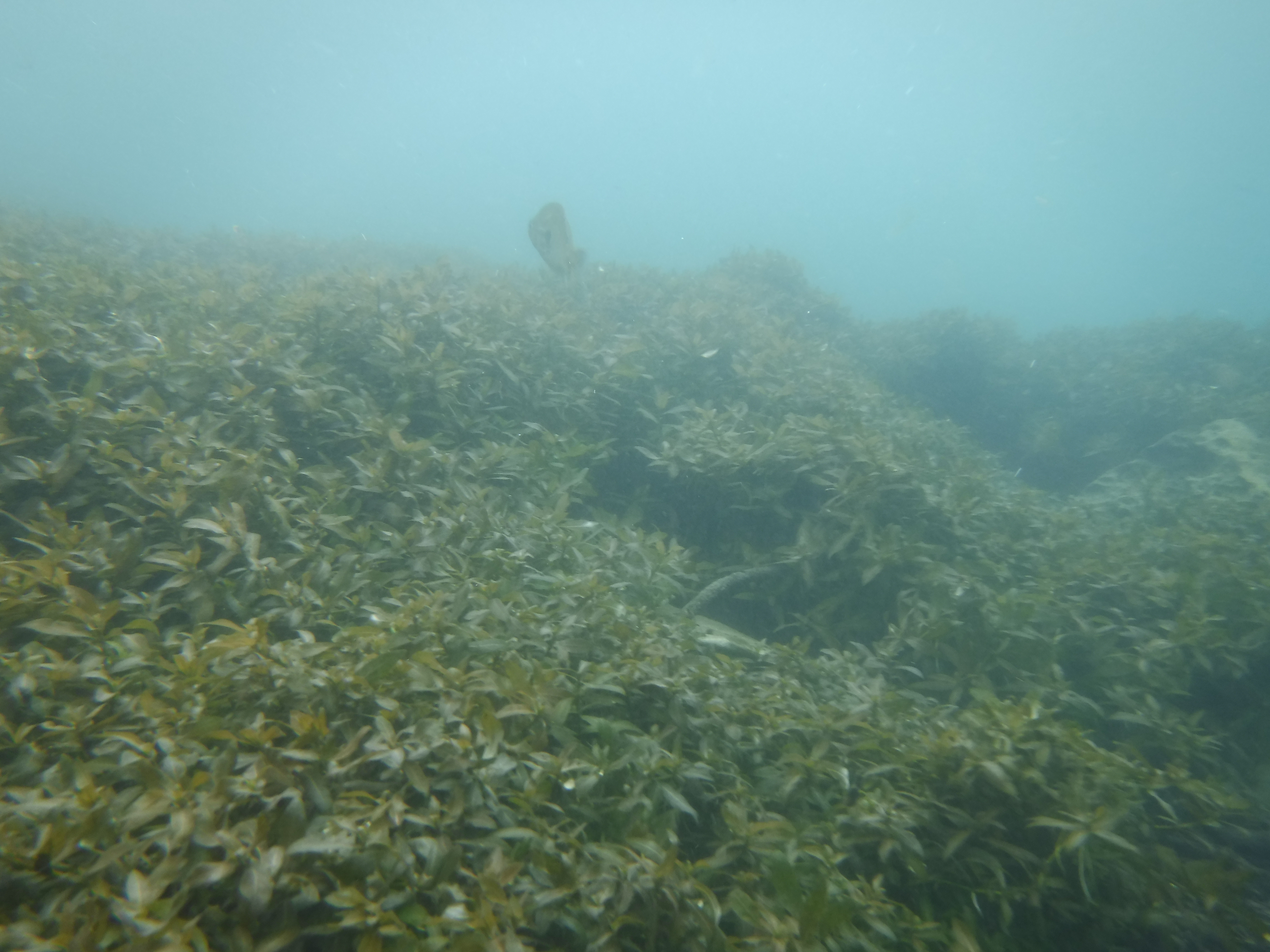 ComalVegetation