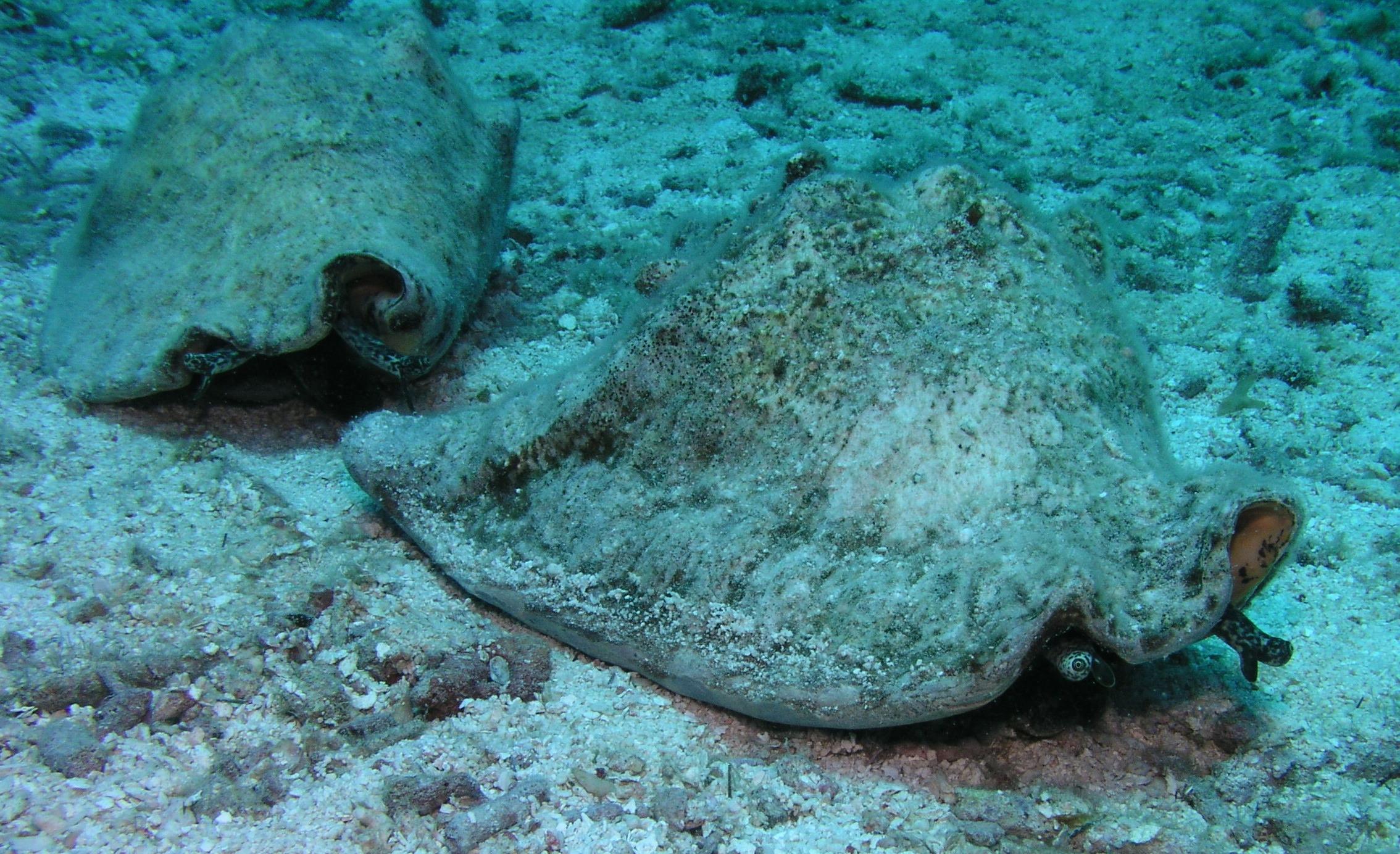Conch race