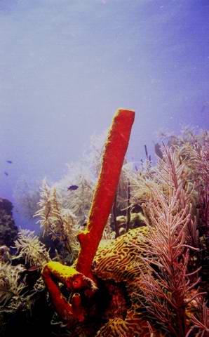 Coney fish