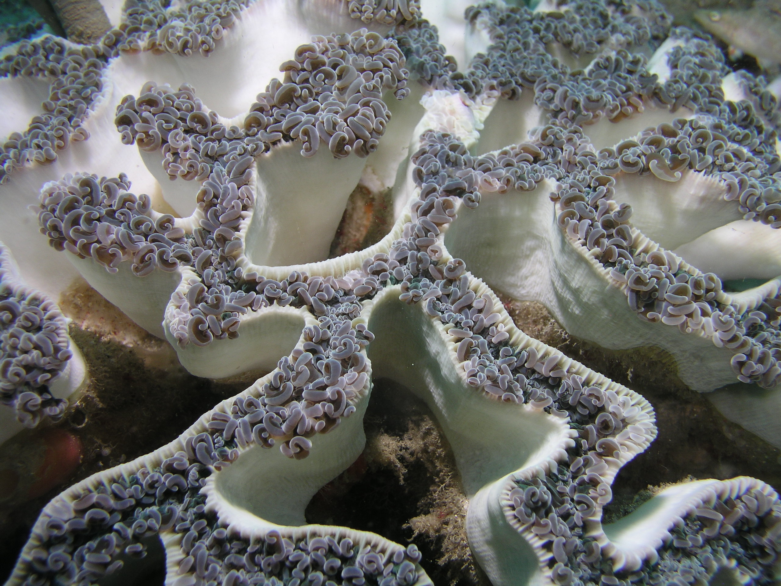 Cool coral