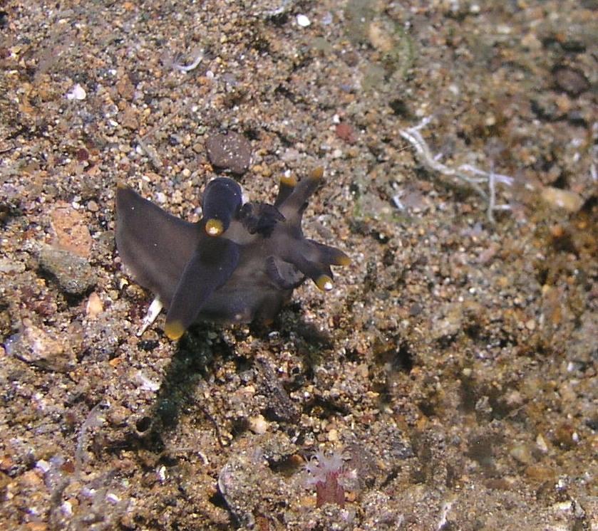 cool nudi