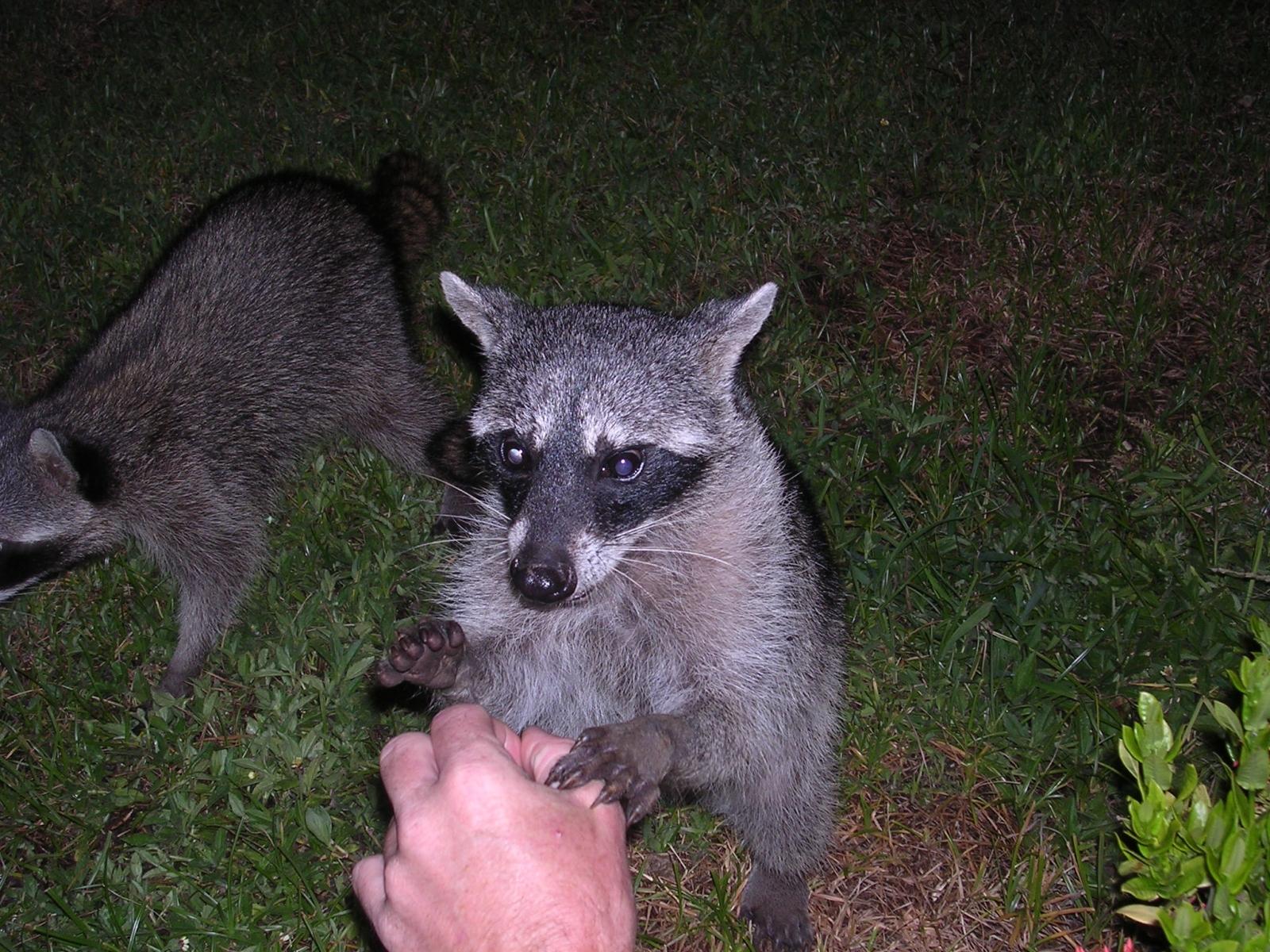 Coon holding Rockys hand