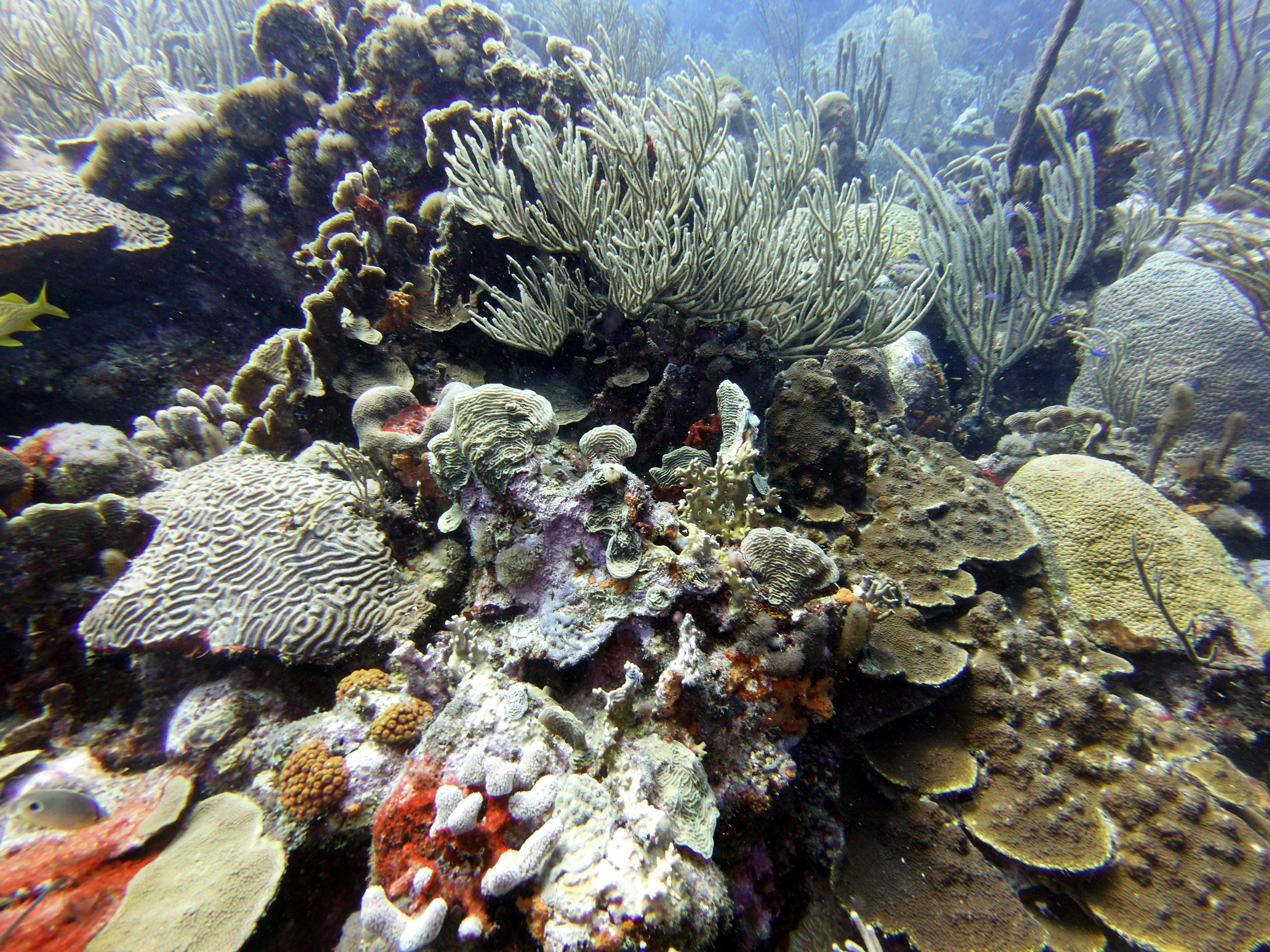 Coral at Watamula