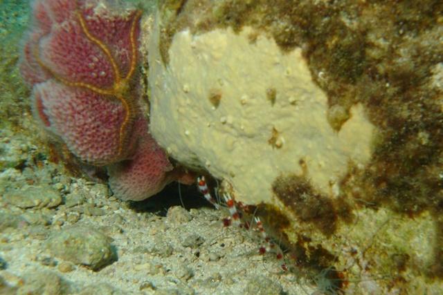 Coral Banded Shrimp