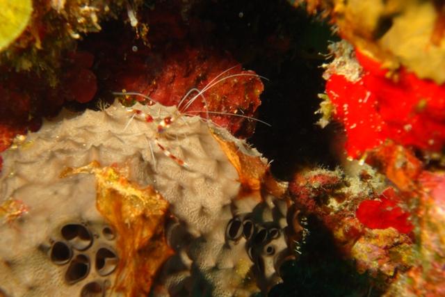Coral Banded Shrimp