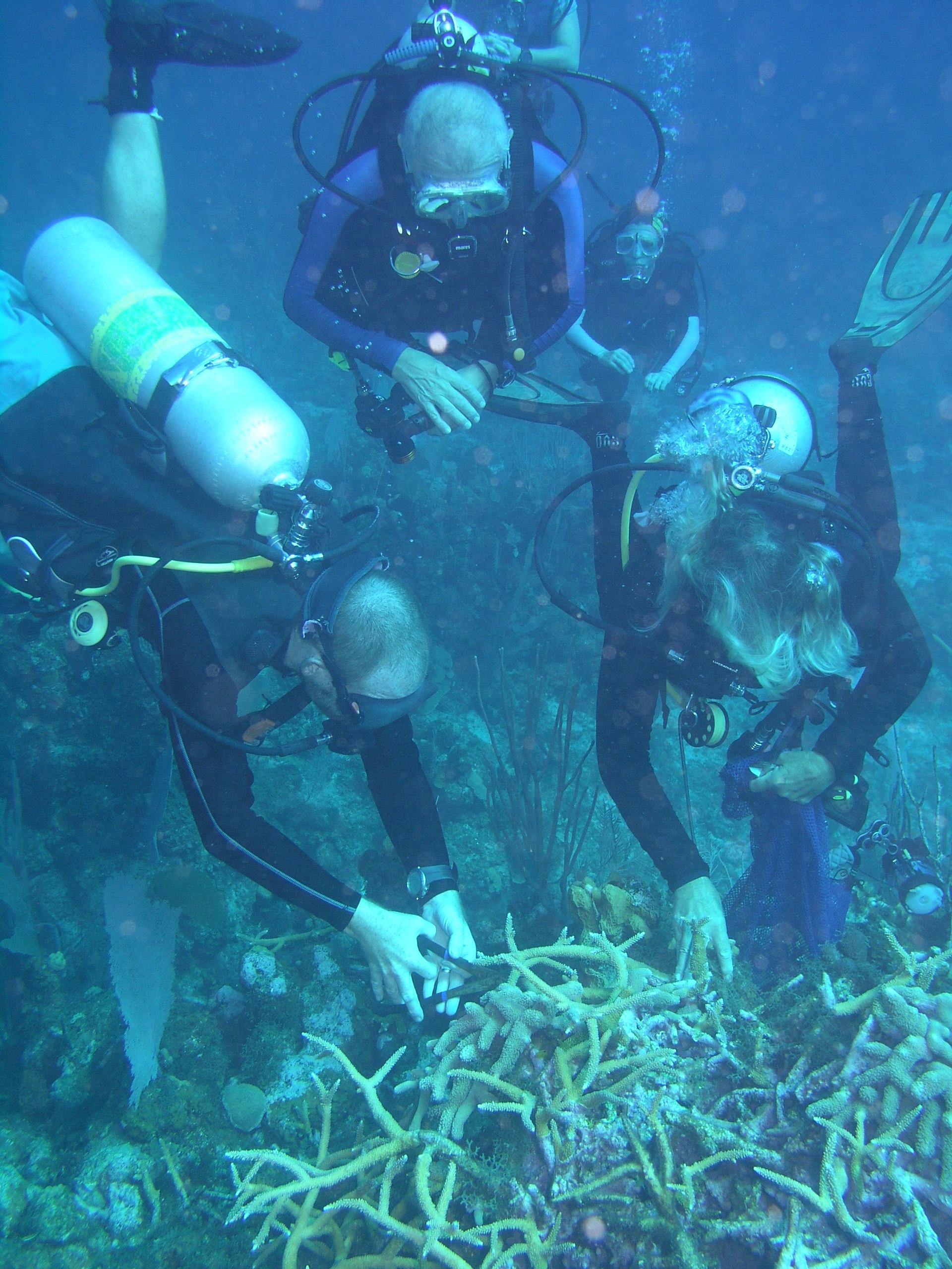 coral gardening