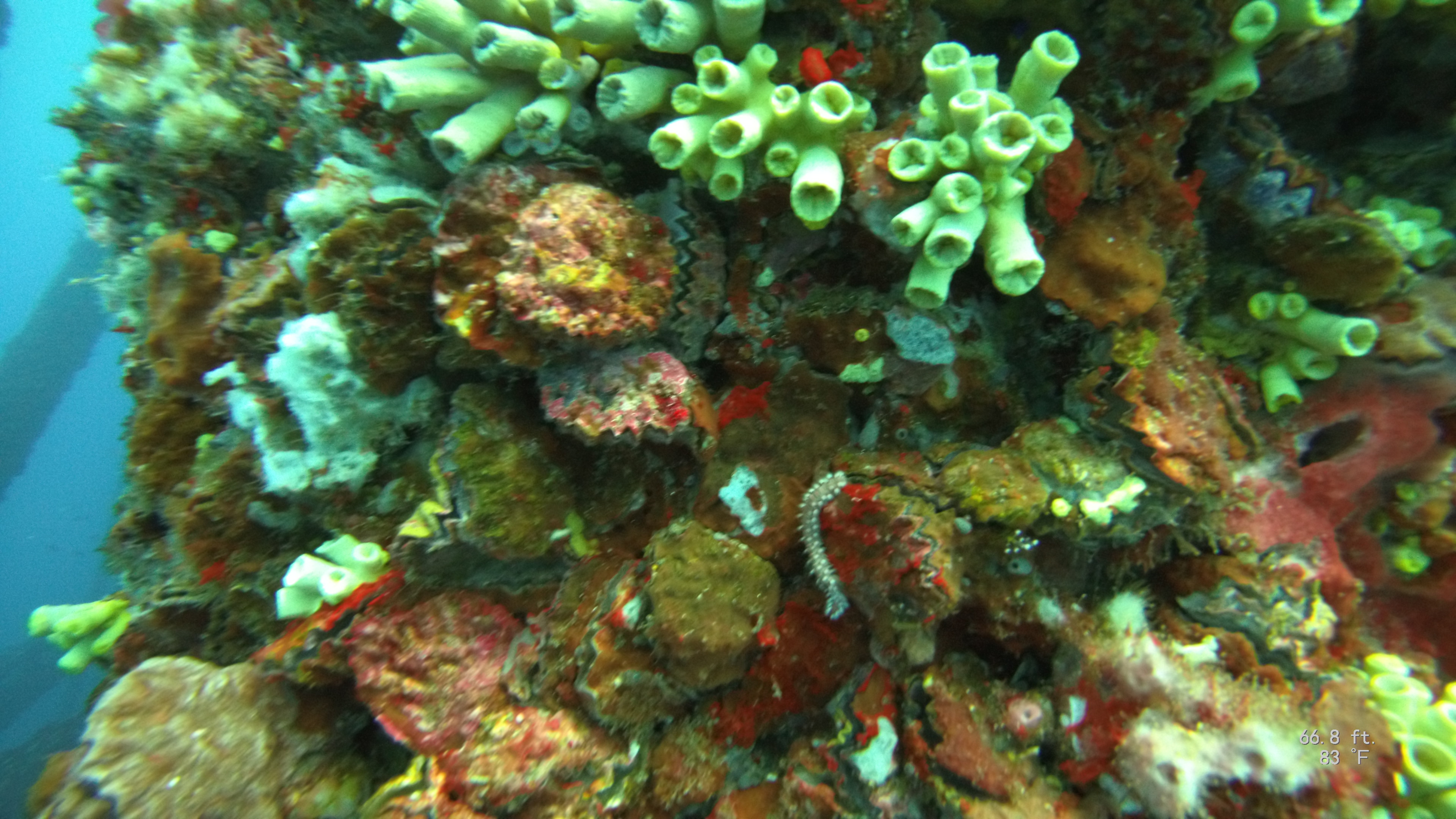Coral growth on rig