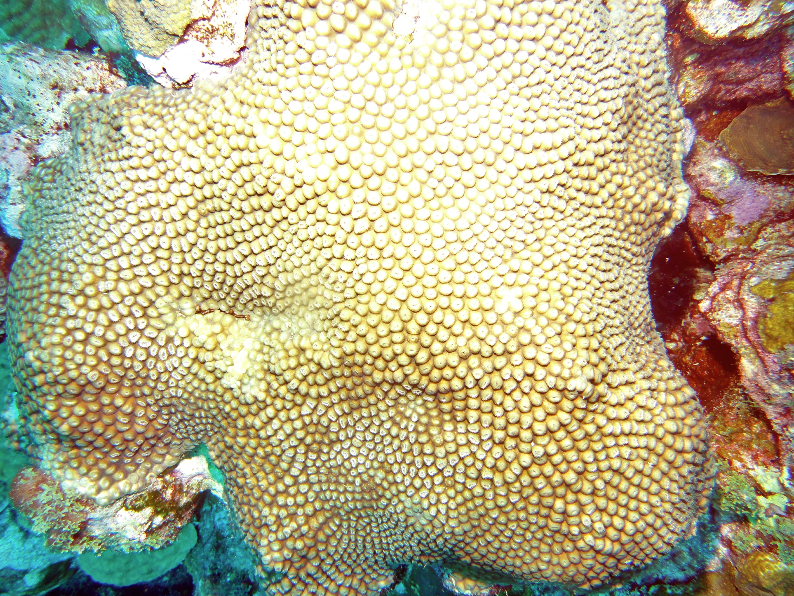 Coral on the West Bank