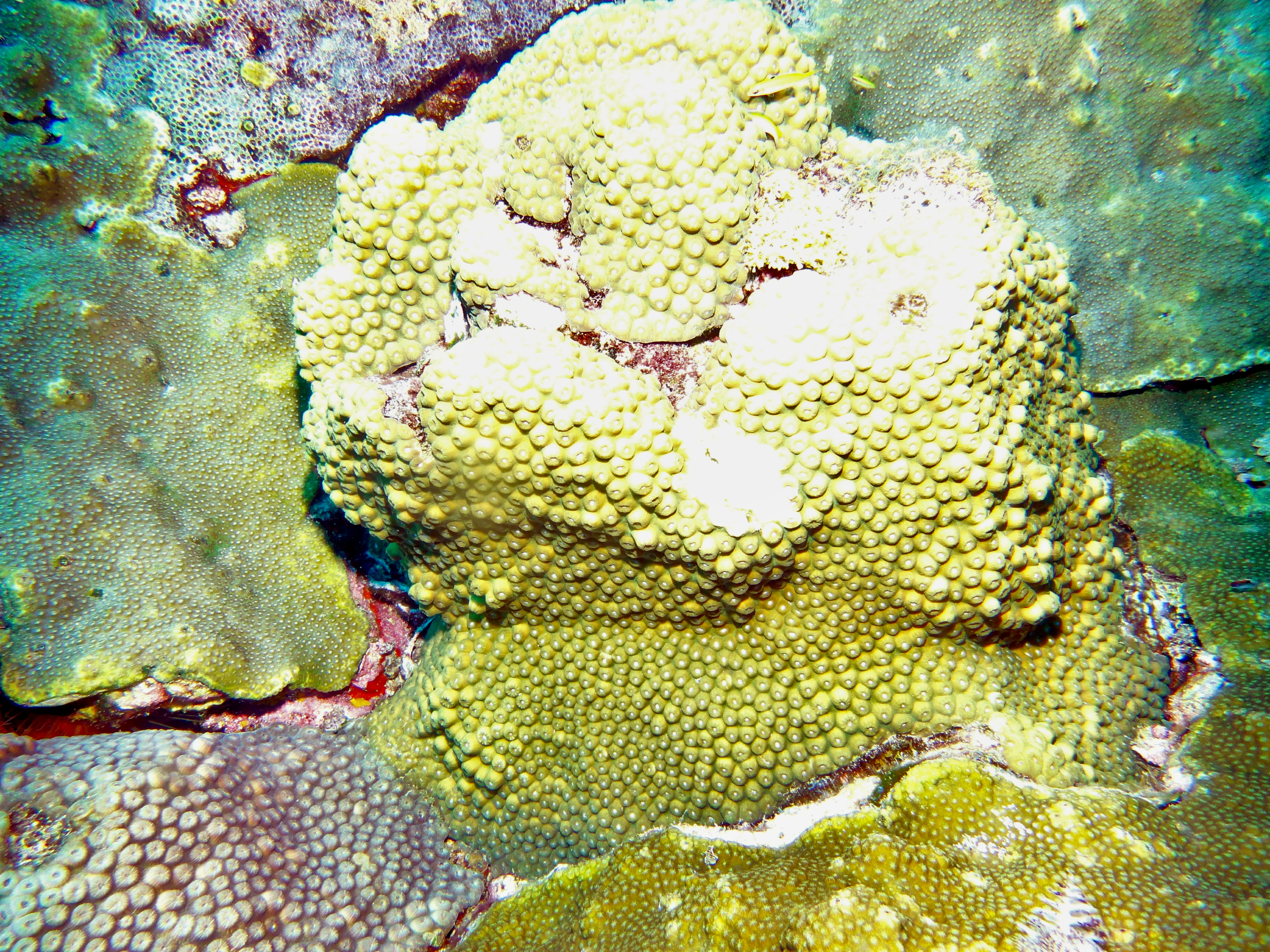 Coral on the West Bank