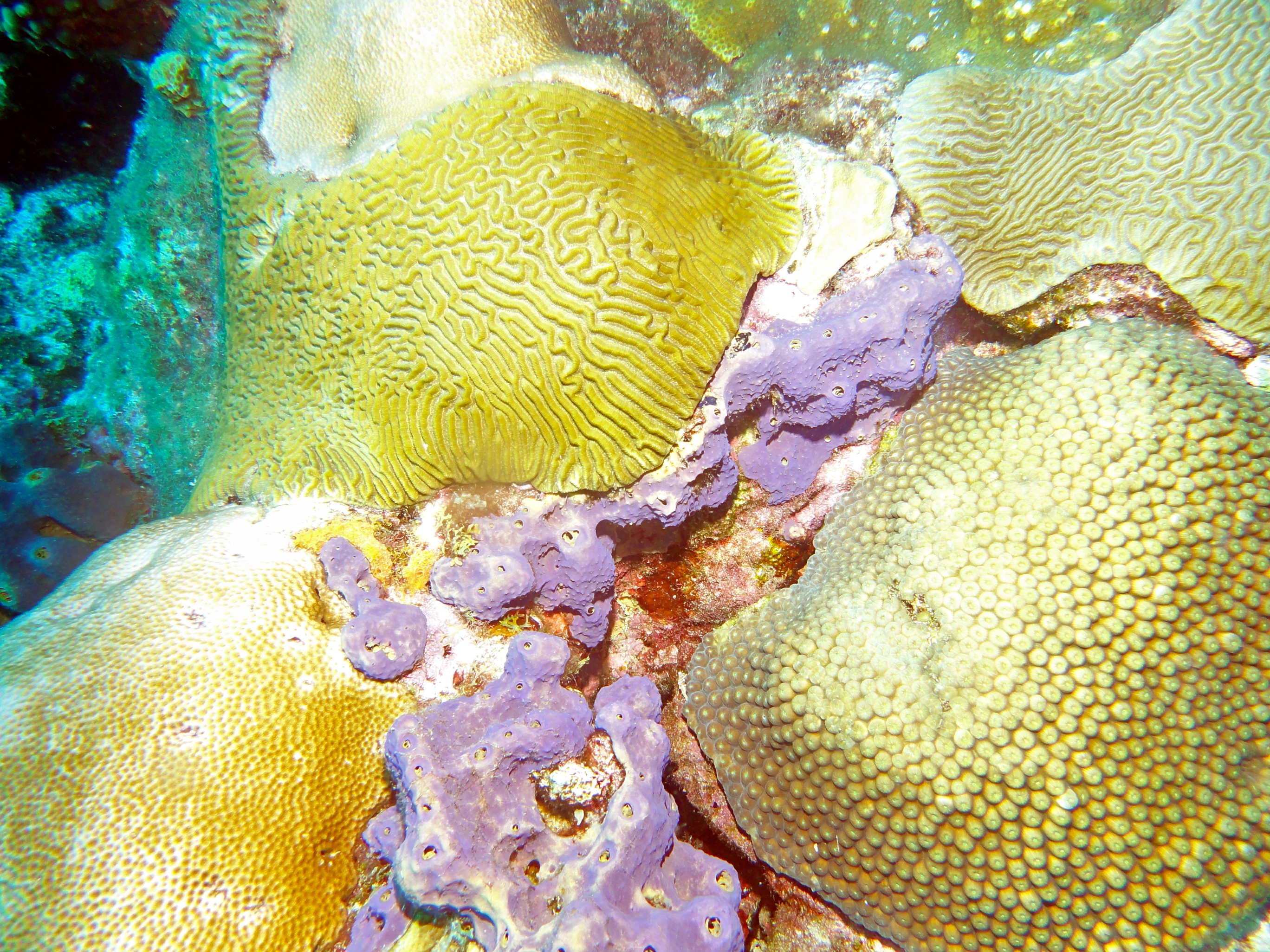 Coral on the West Bank
