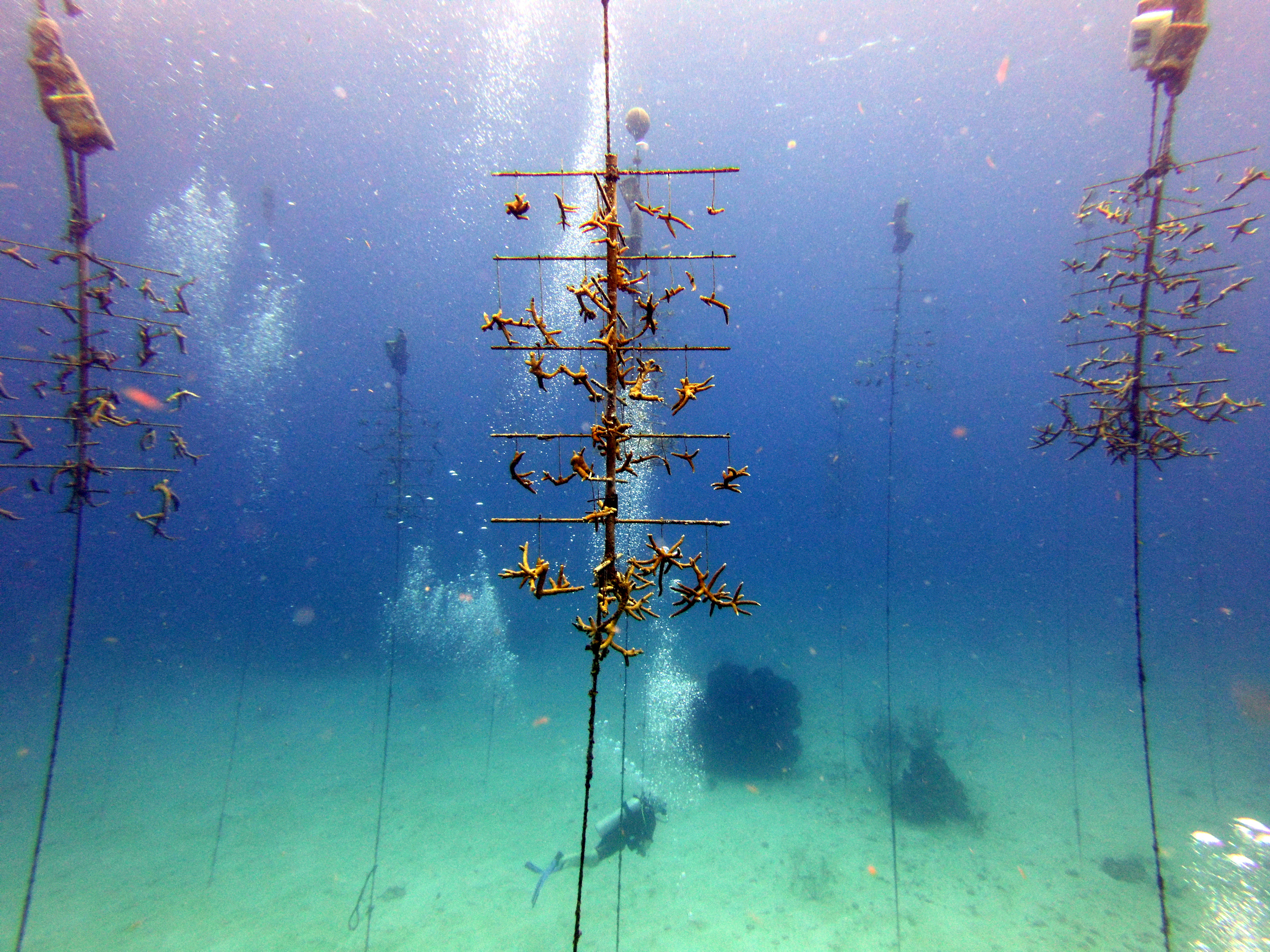 Coral restoration structure at Chloe's Fantasy