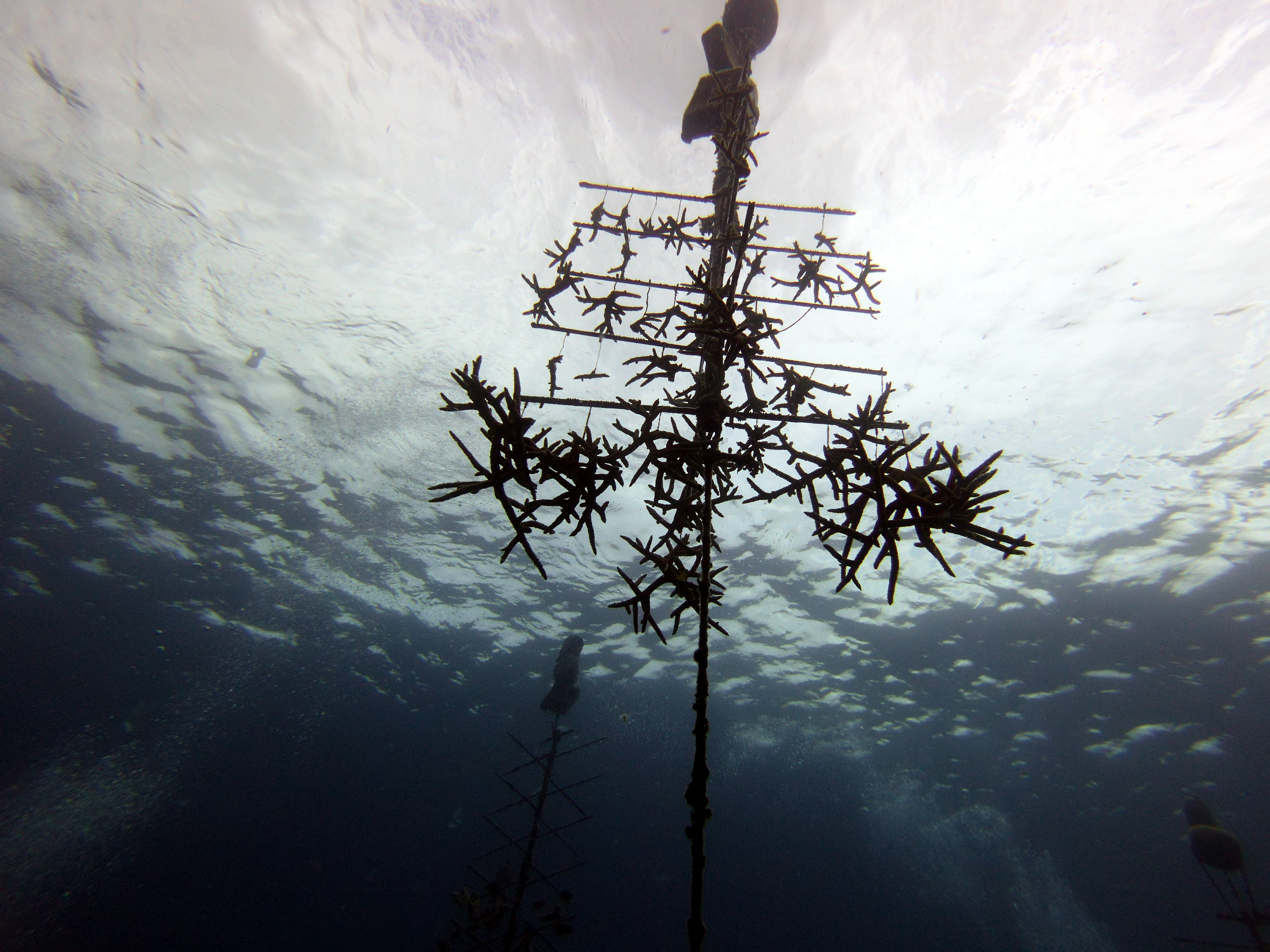 Coral restoration structure at Chloe's Fantasy