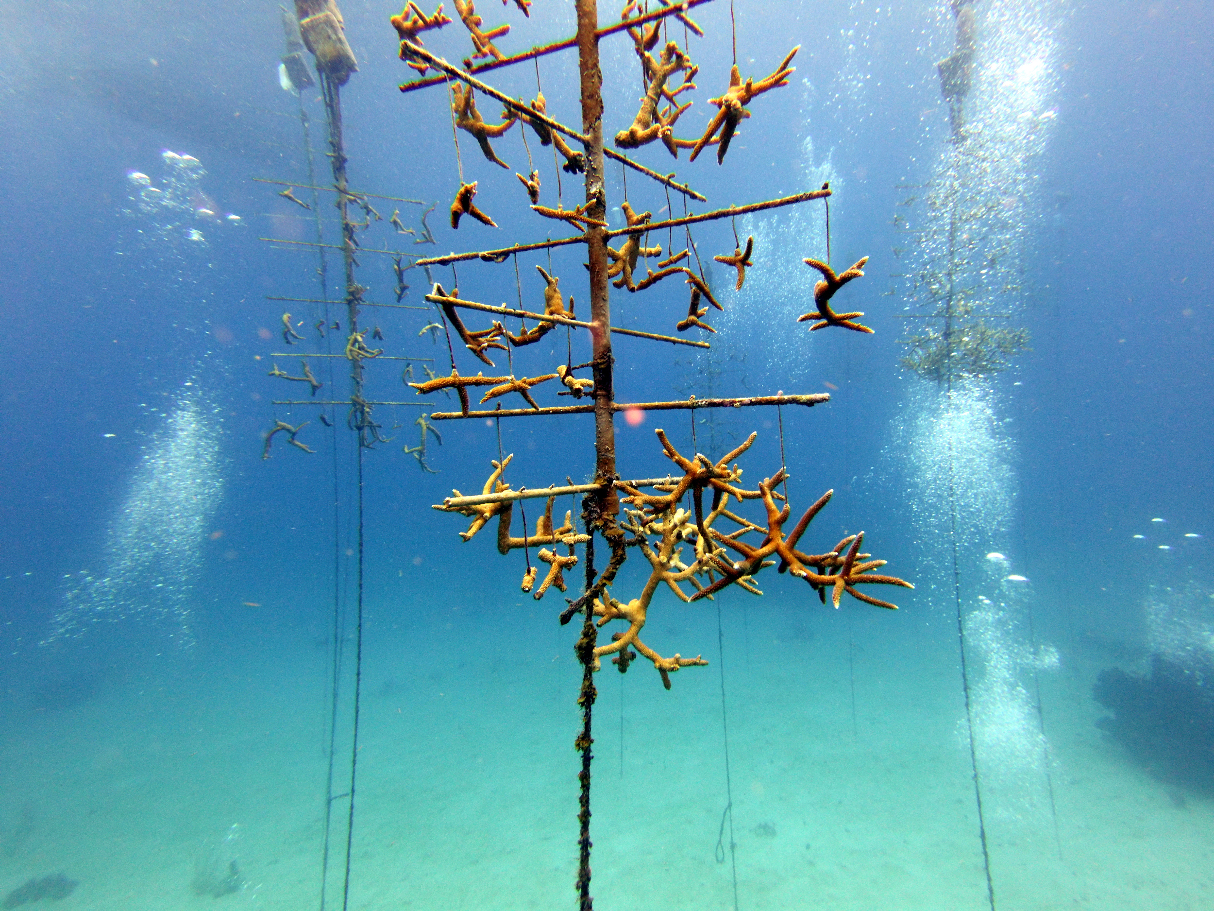 Coral restoration structure at Chloe's Fantasy