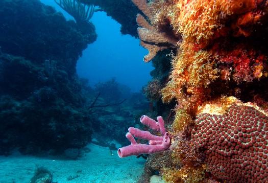 Coral Shot