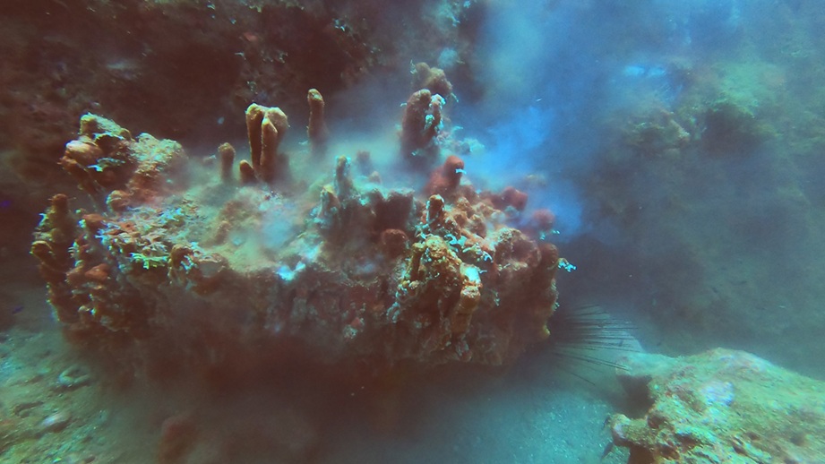 Coral Spawing at Stetson