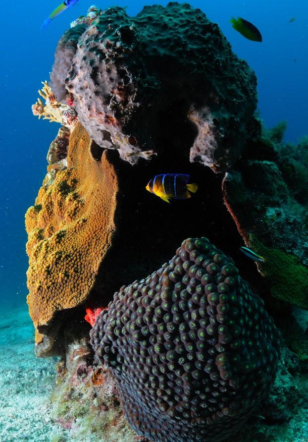 Coral Spire