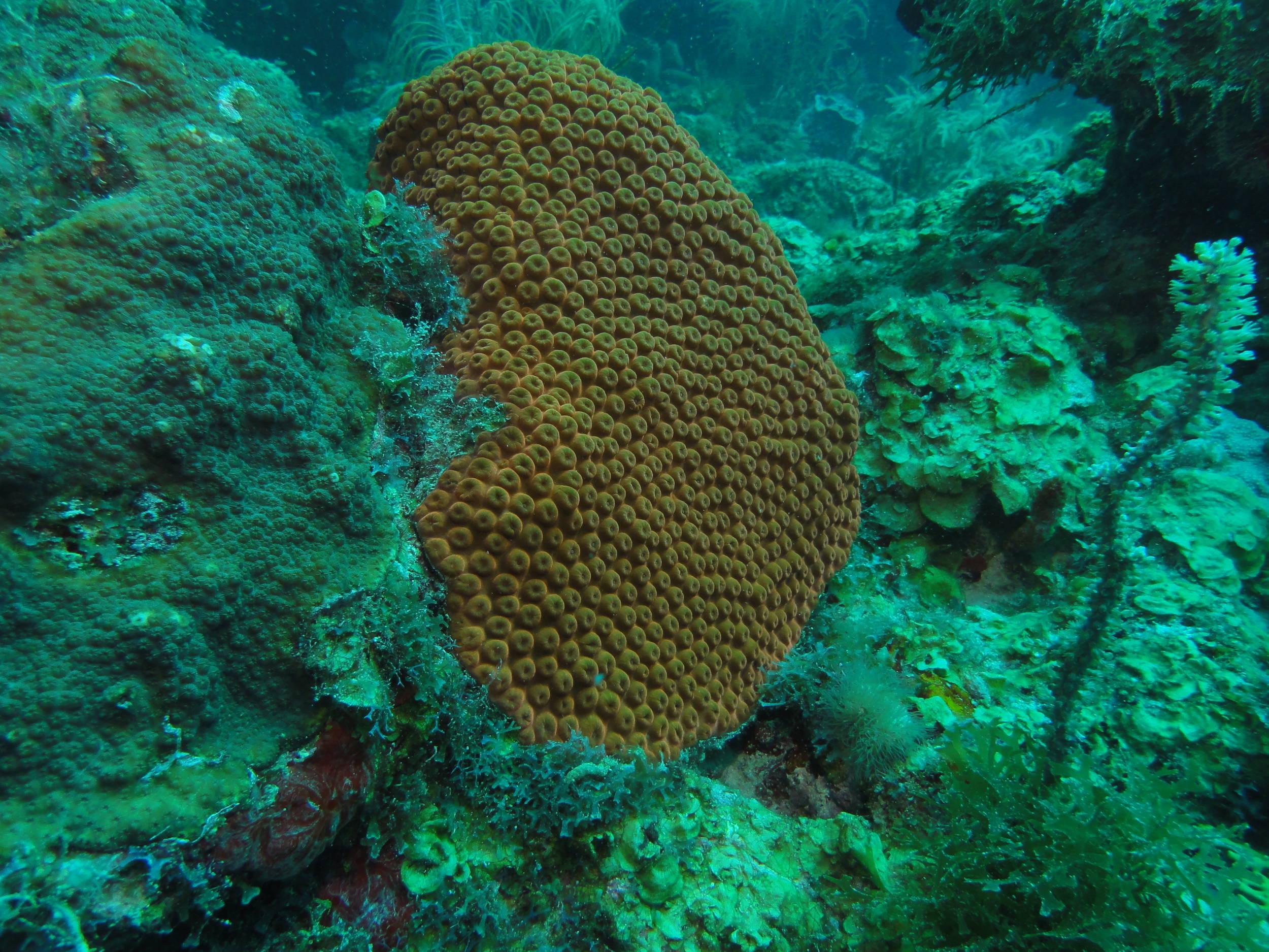 Coral