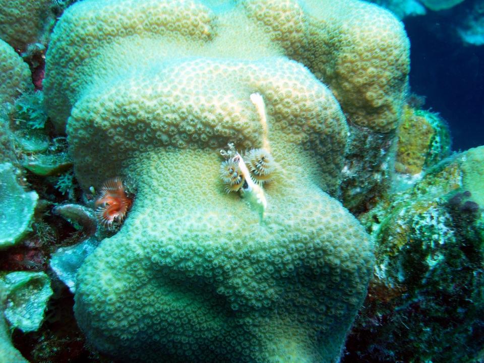 Coral