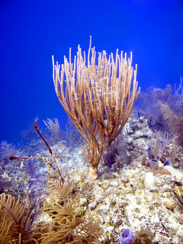 "Coralscape"
