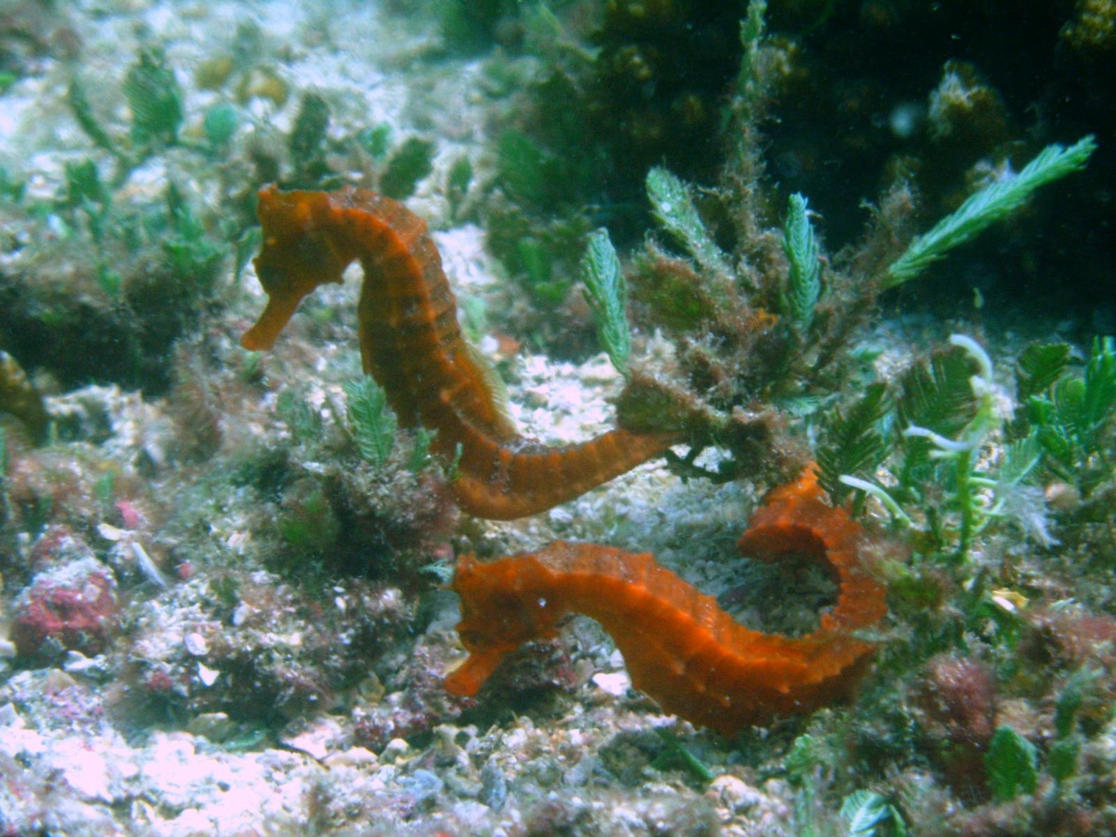 costaricapic017
