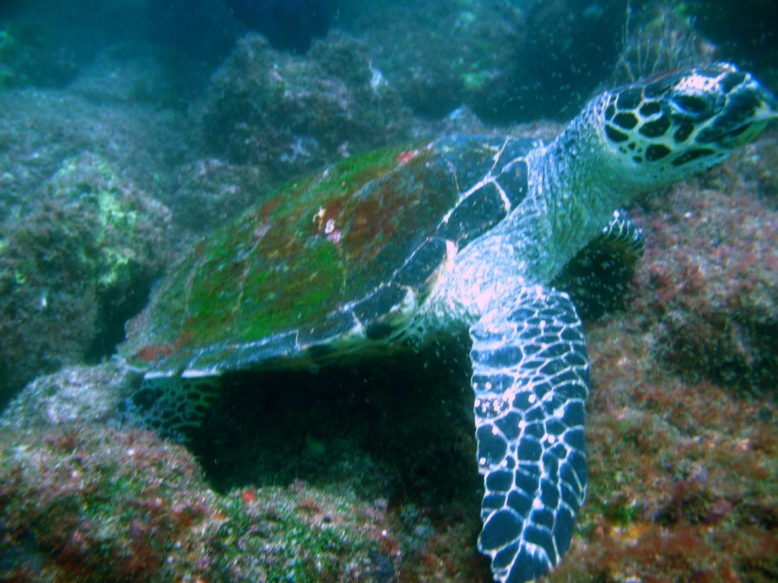costaricapic027