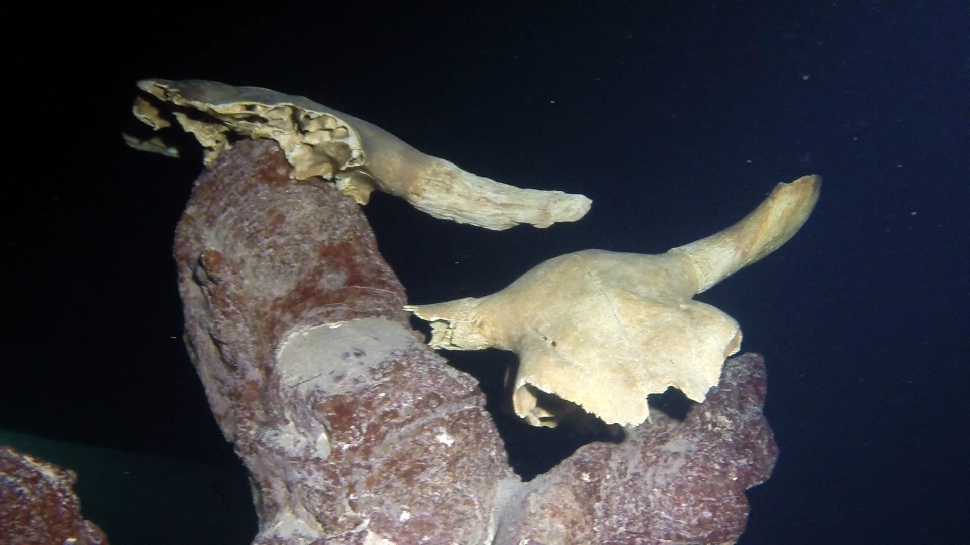 Cow Skull 2