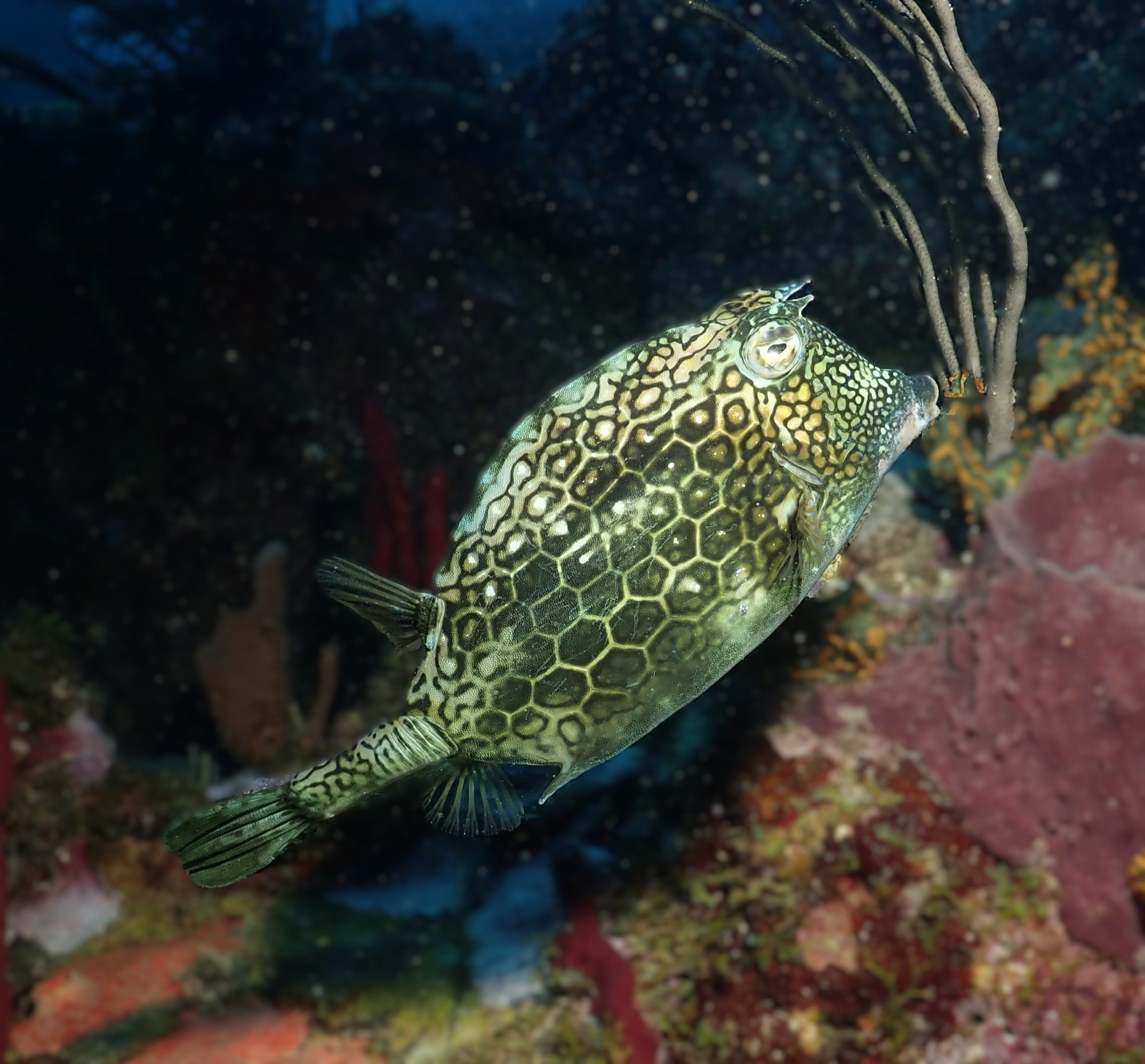Cowfish
