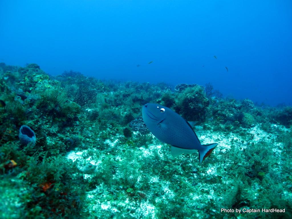 Cozumel 2011