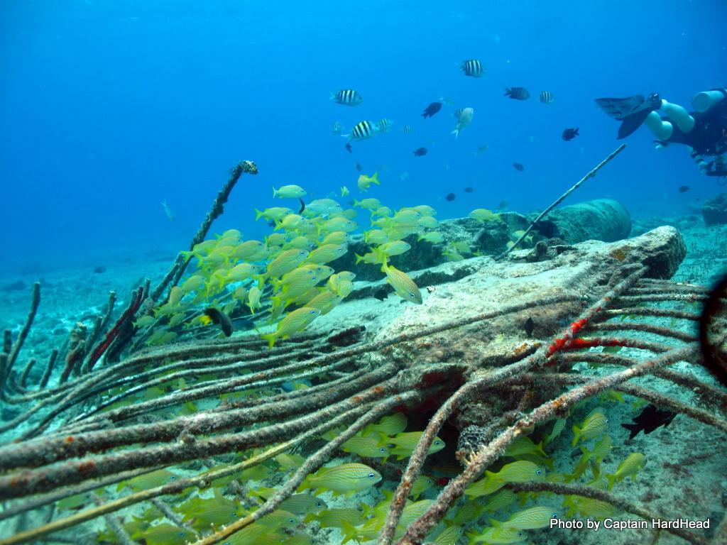 Cozumel 2011