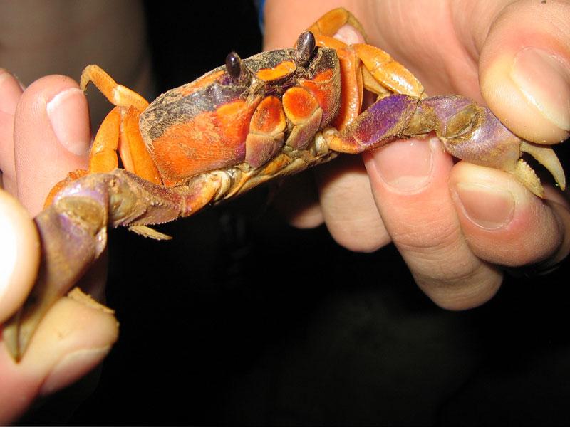 Crab Capture
