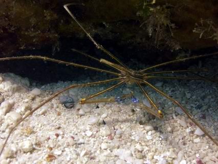 Crabby