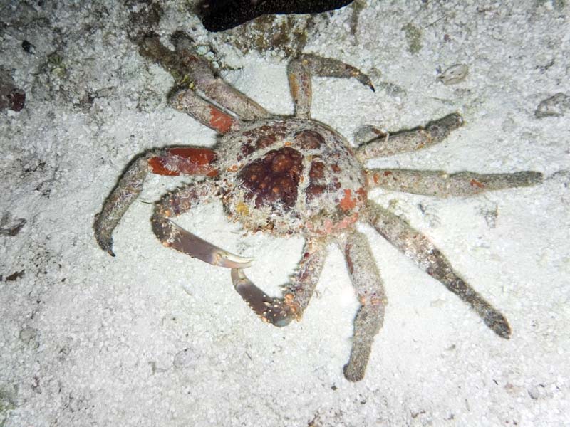 Crabby