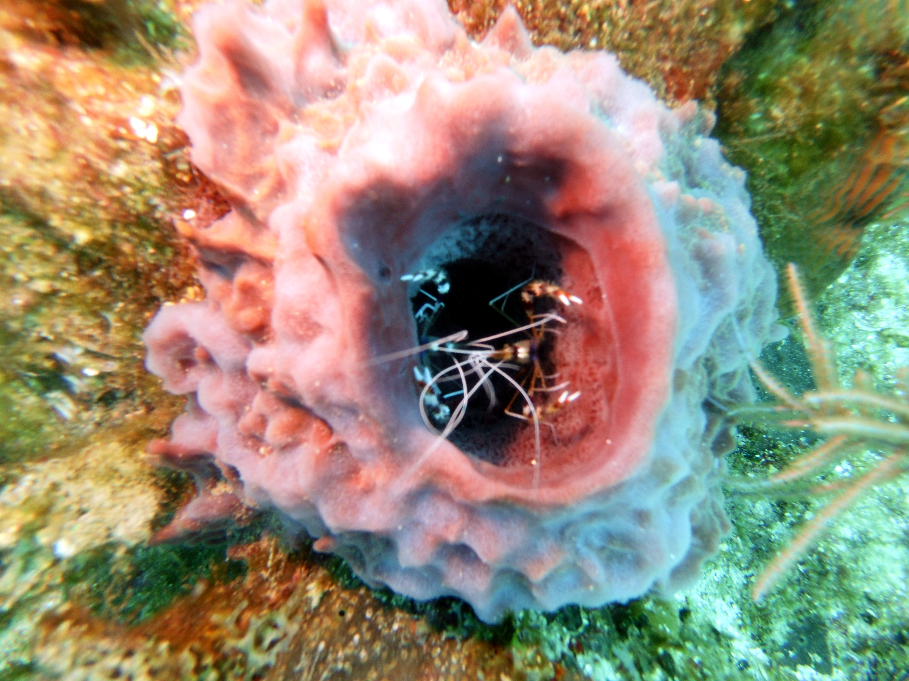 Critter inside a sponge