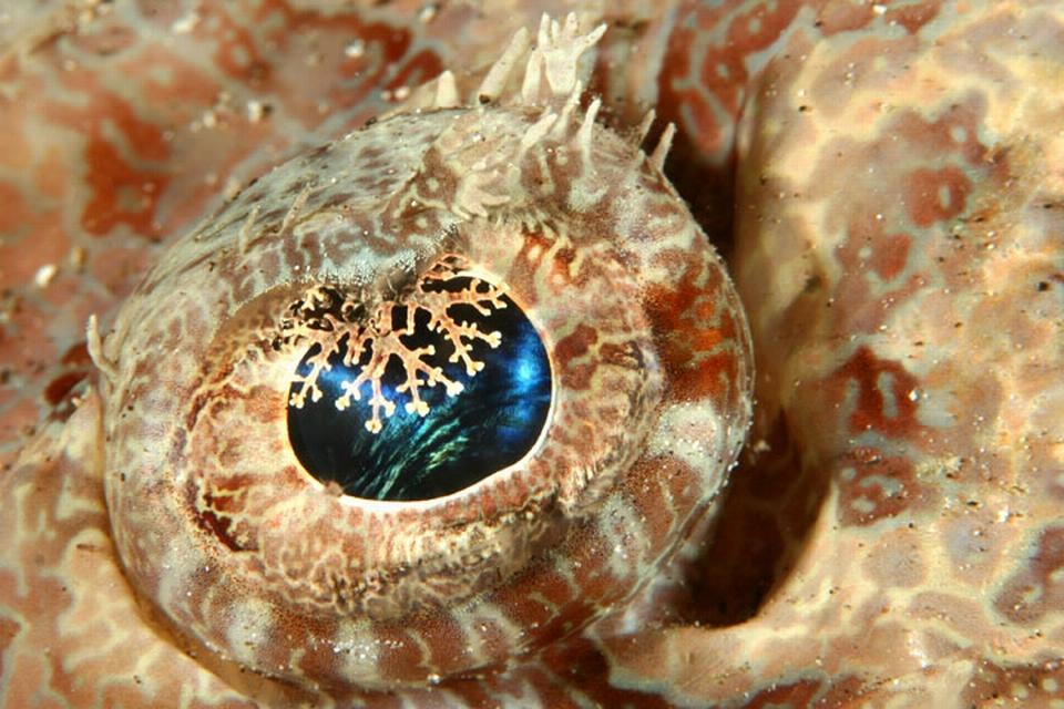 Crocodilefish Eye