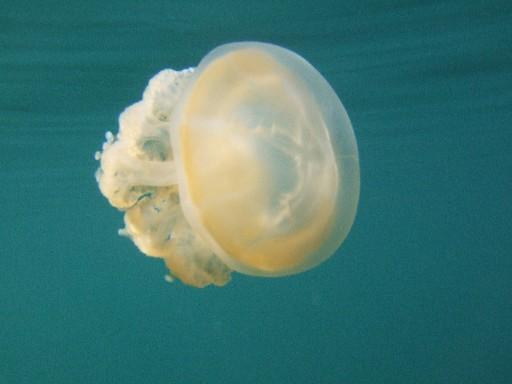CRW_5366