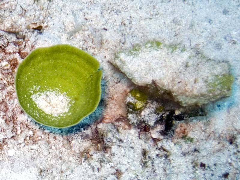 Cup of sand