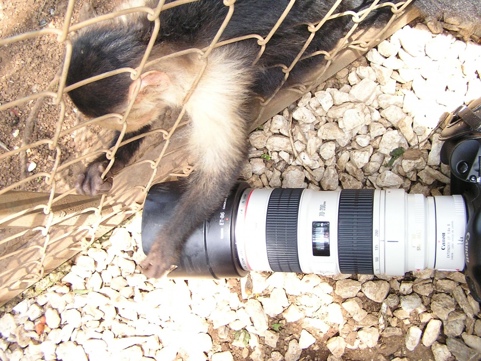 Curious monkey