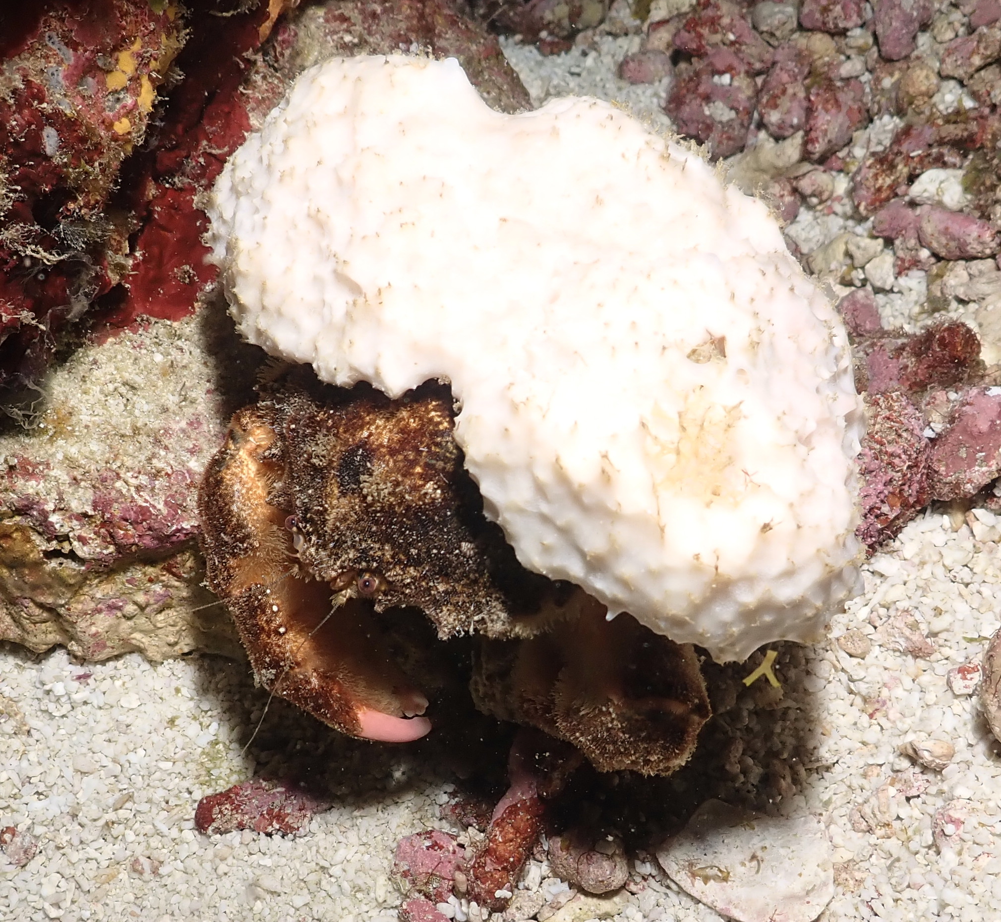 decorator crab with a white hat